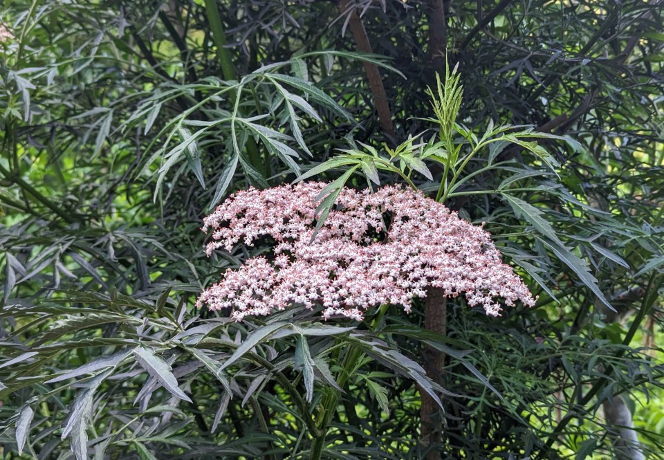 elderberry purple lace